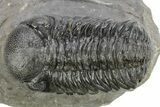 Detailed Austerops Trilobite - Ofaten, Morocco #224934-2